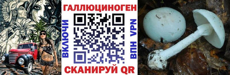 Псилоцибиновые грибы Cubensis  Луга 